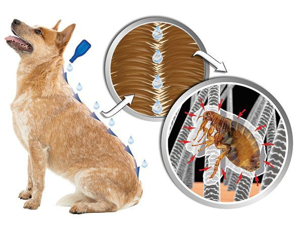 Line-on Beaphar IMMO Shield for dogs L 3x4,5 ml